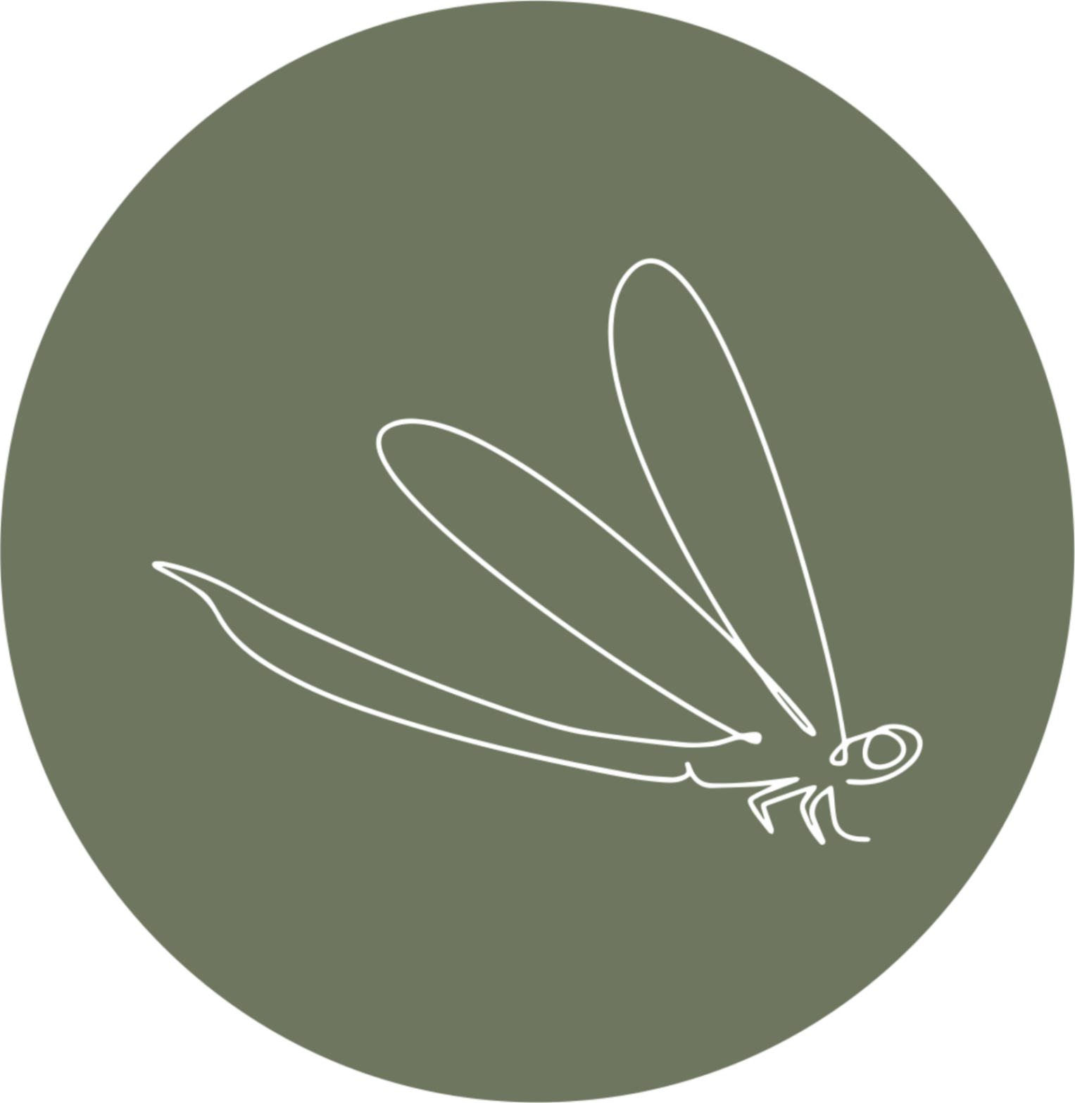 Websites Dragonfly Properties